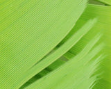 Plume de Dinde Hareline