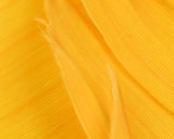 Plume de Dinde Hareline