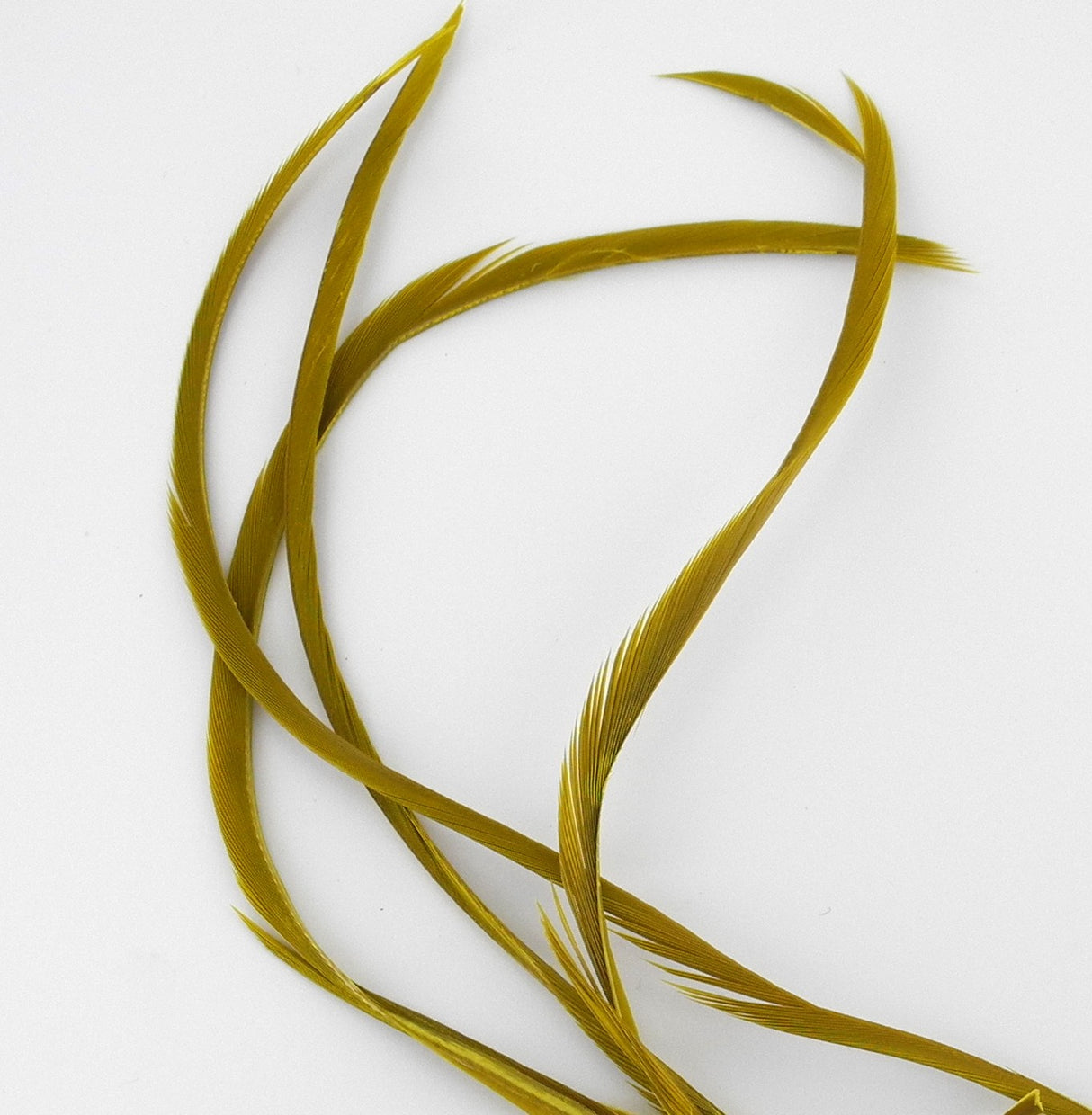 Biots d'oie golden olive Veniard