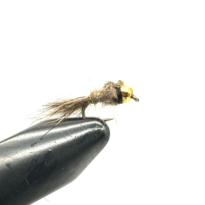 Nymphe Tungstène Oreille de Lièvre