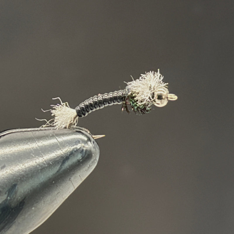 Chironome Noir toupet blanc H14