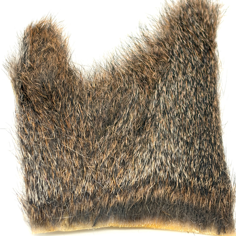 Écureuil gris sur peau