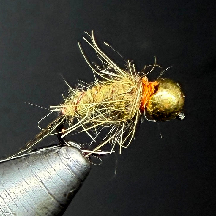 Nymphe tungstène Or 4