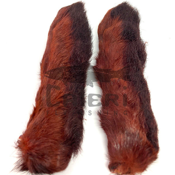 Pattes de lièvre de Patagonie