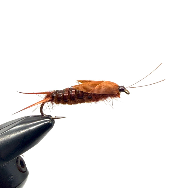 Nymphe Larve de Perle Marron